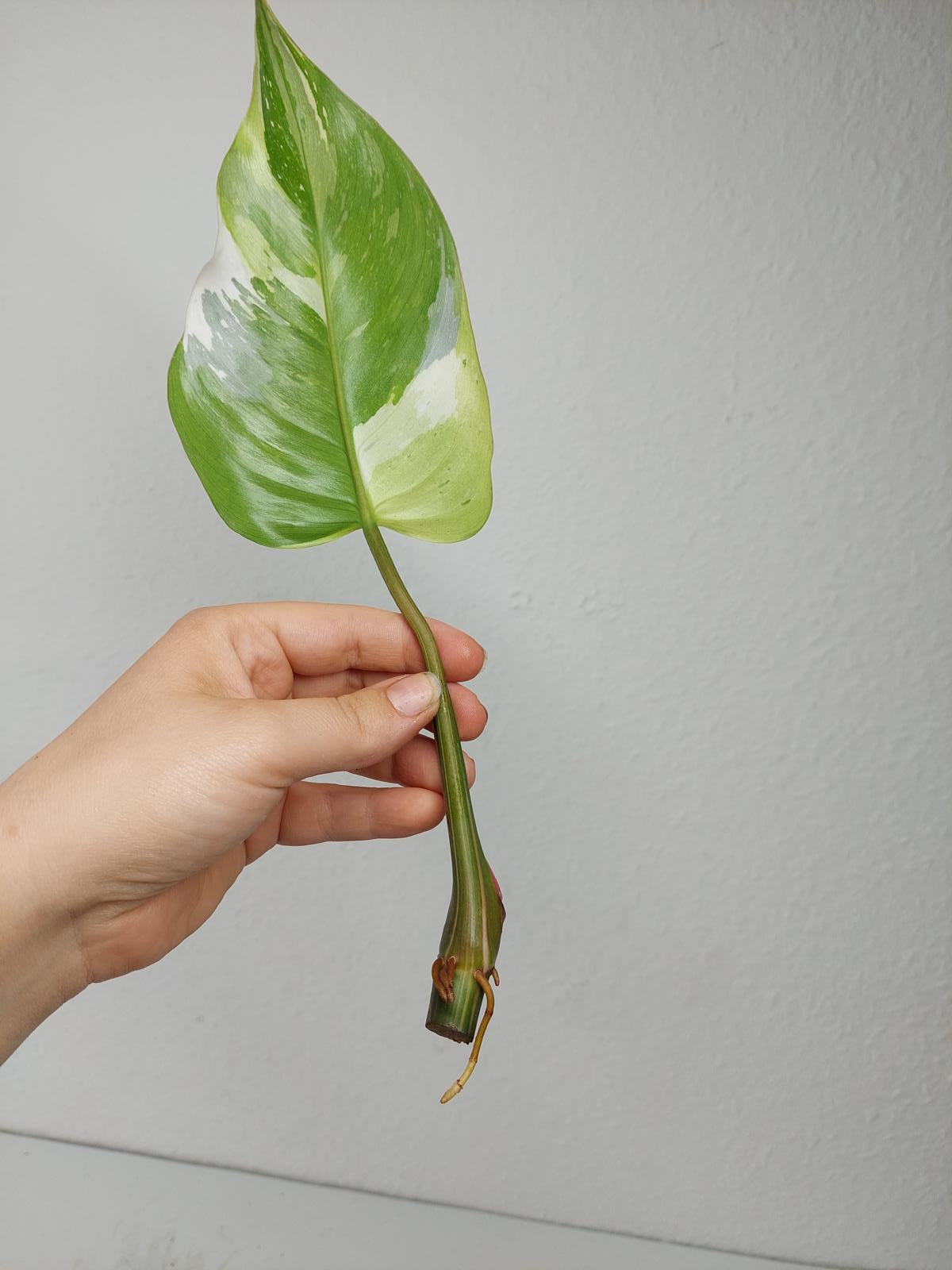 Philodendron White Princess Aurea Tricolor Steckling