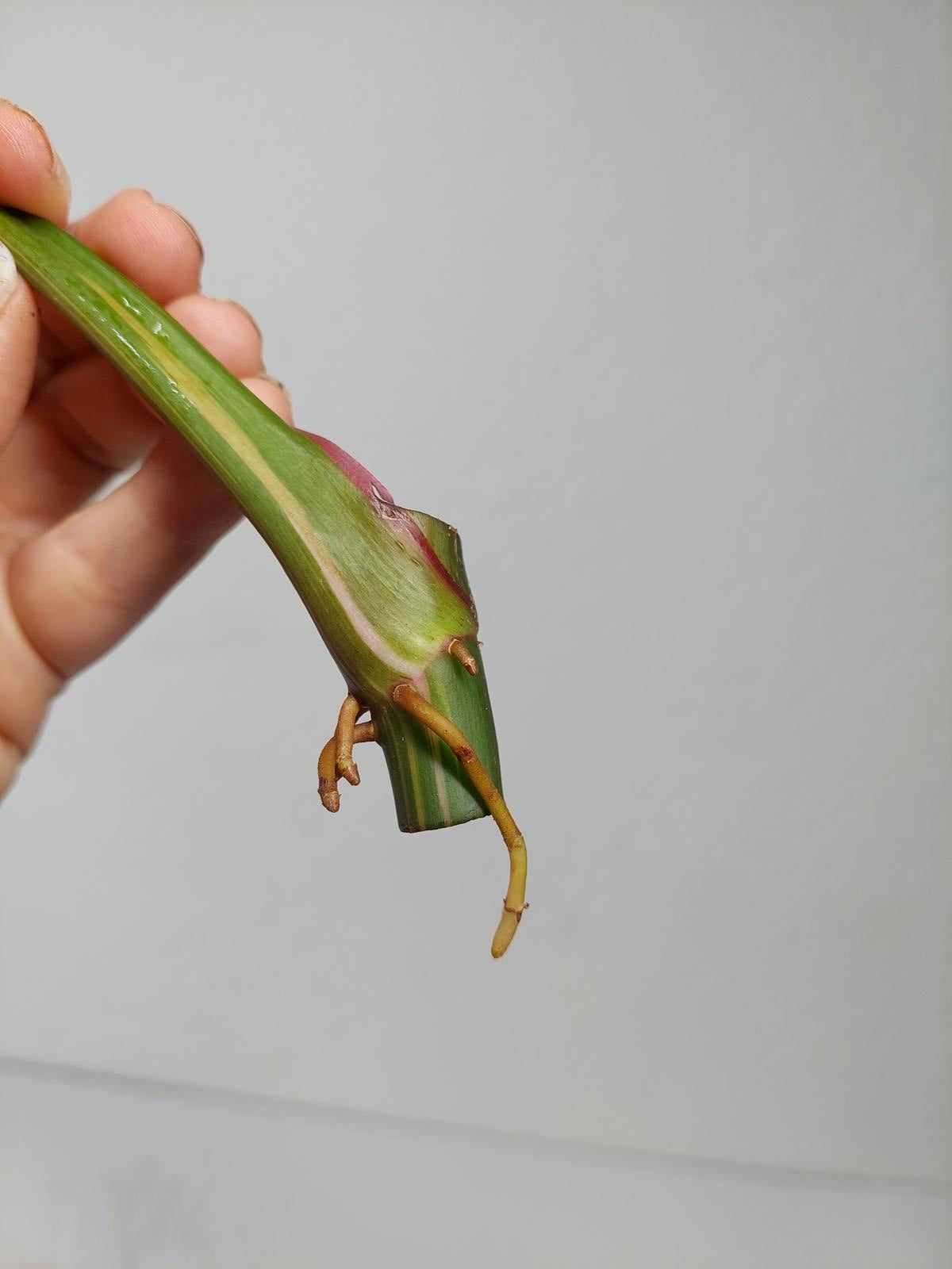 Philodendron White Princess Aurea Tricolor Steckling