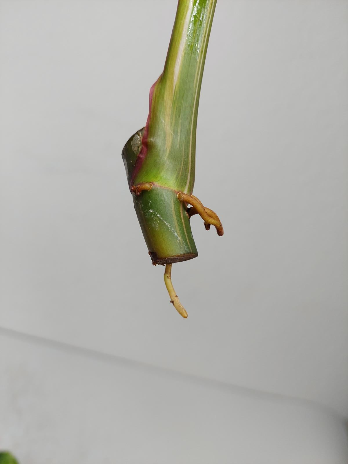 Philodendron White Princess Aurea Tricolor Steckling