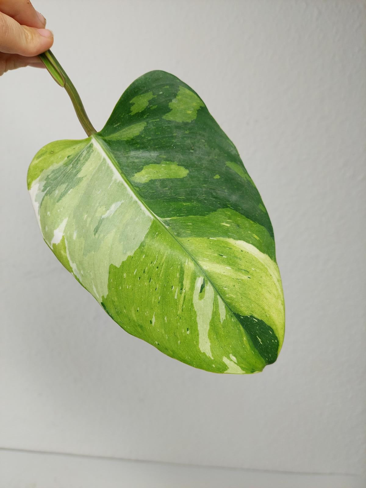 Philodendron White Princess Aurea Tricolor Steckling