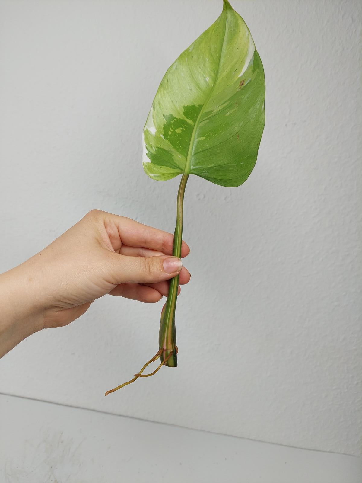 Philodendron White Princess Aurea Tricolor Steckling