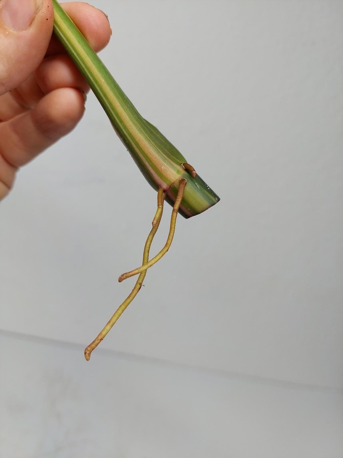 Philodendron White Princess Aurea Tricolor Steckling