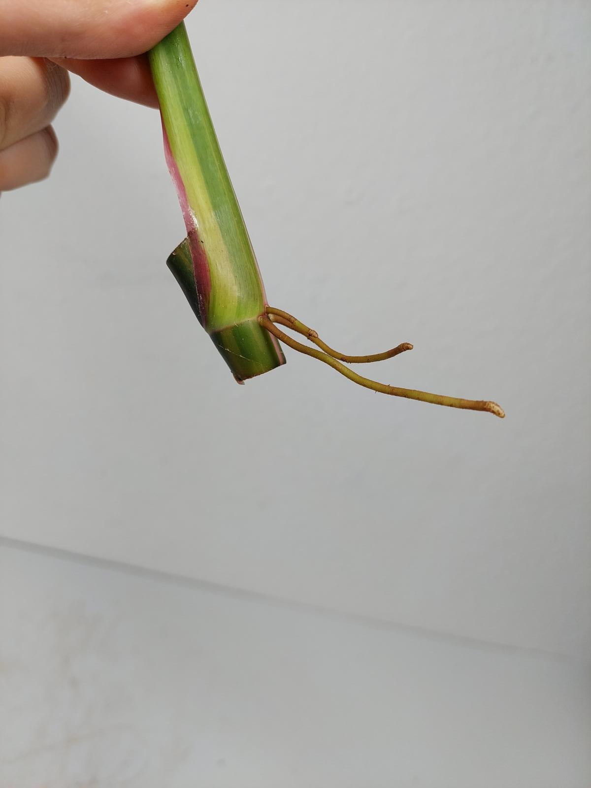 Philodendron White Princess Aurea Tricolor Steckling