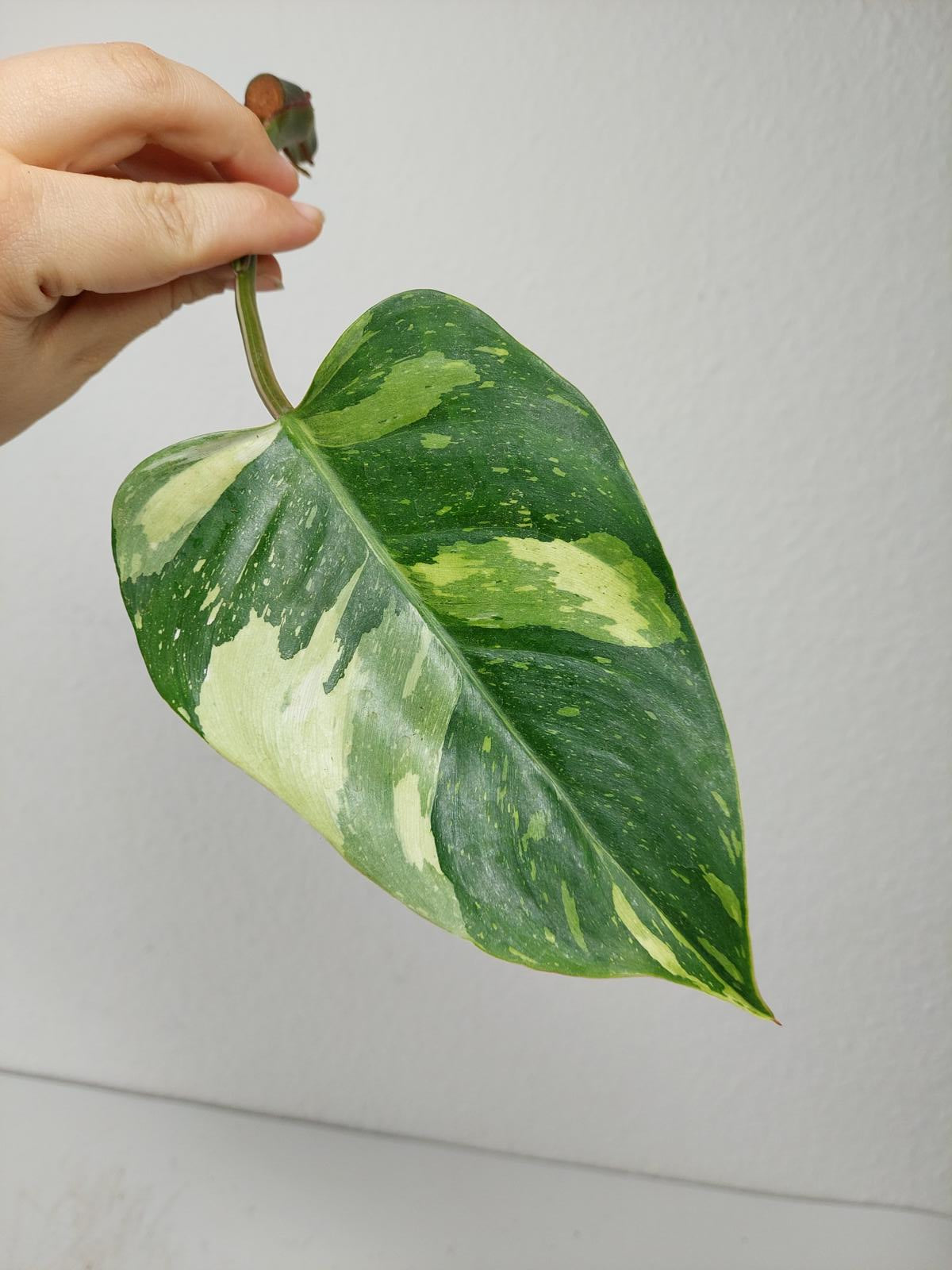 Philodendron White Princess Aurea Tricolor Steckling