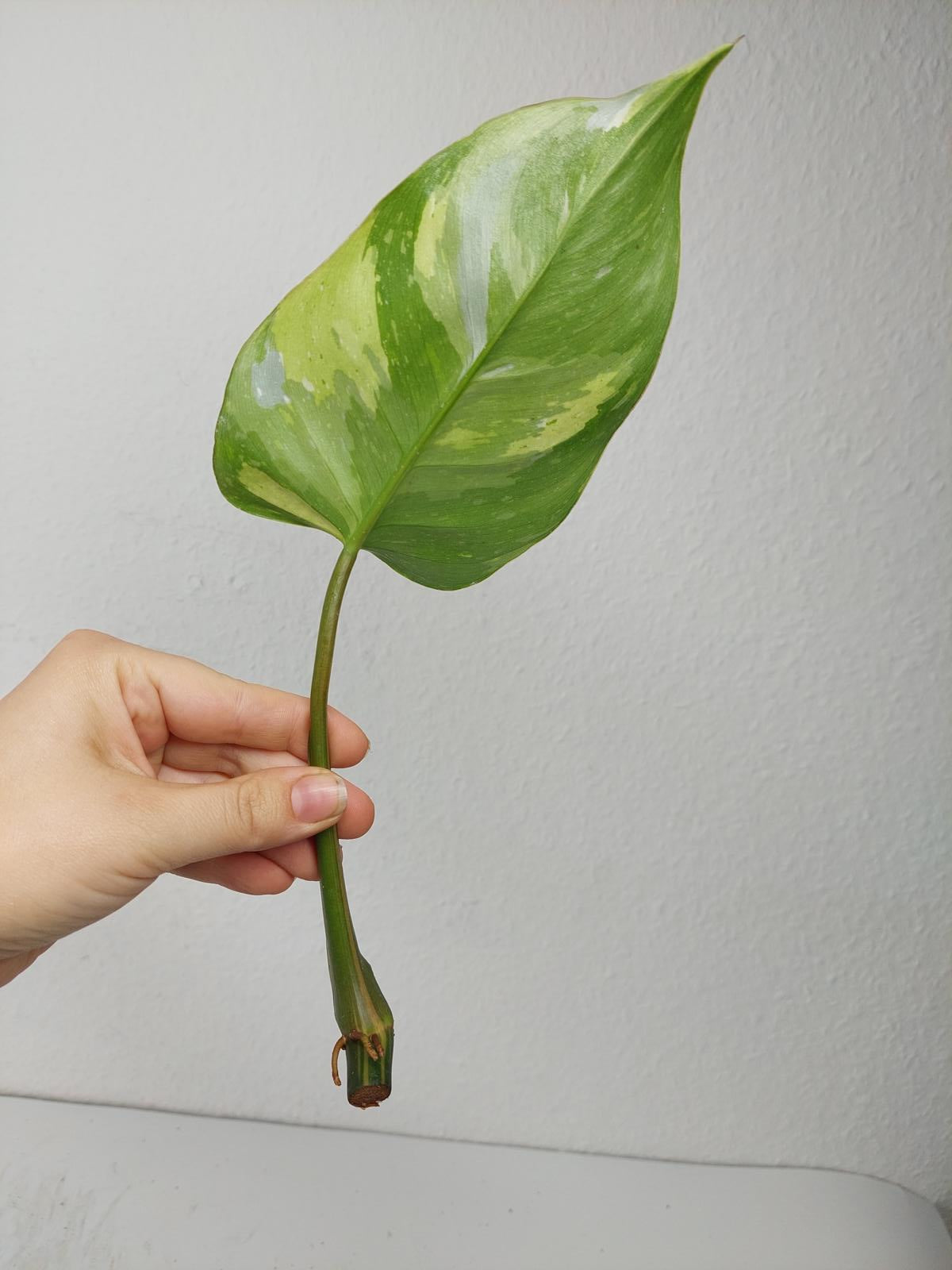 Philodendron White Princess Aurea Tricolor Steckling