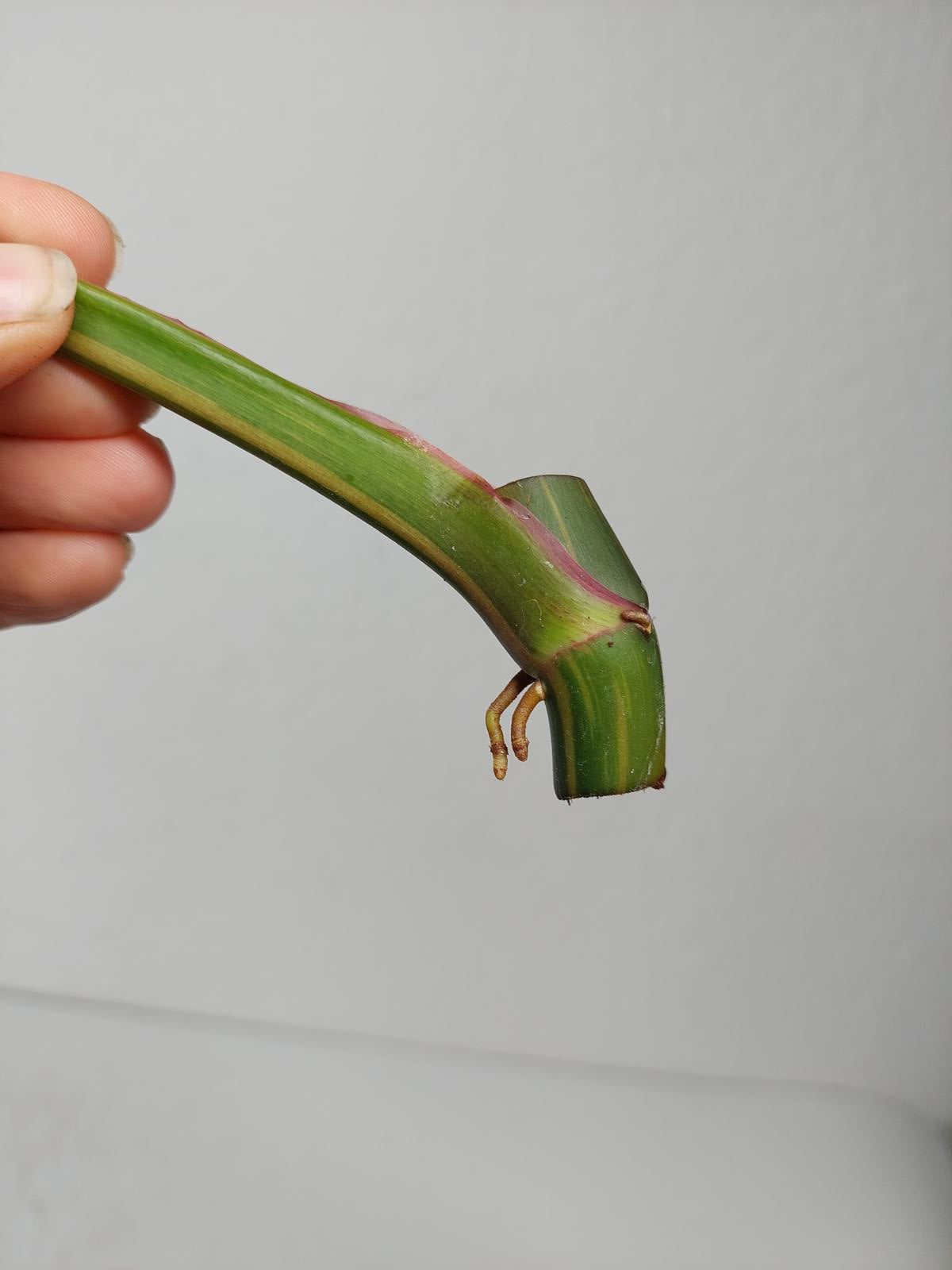 Philodendron White Princess Aurea Tricolor Steckling