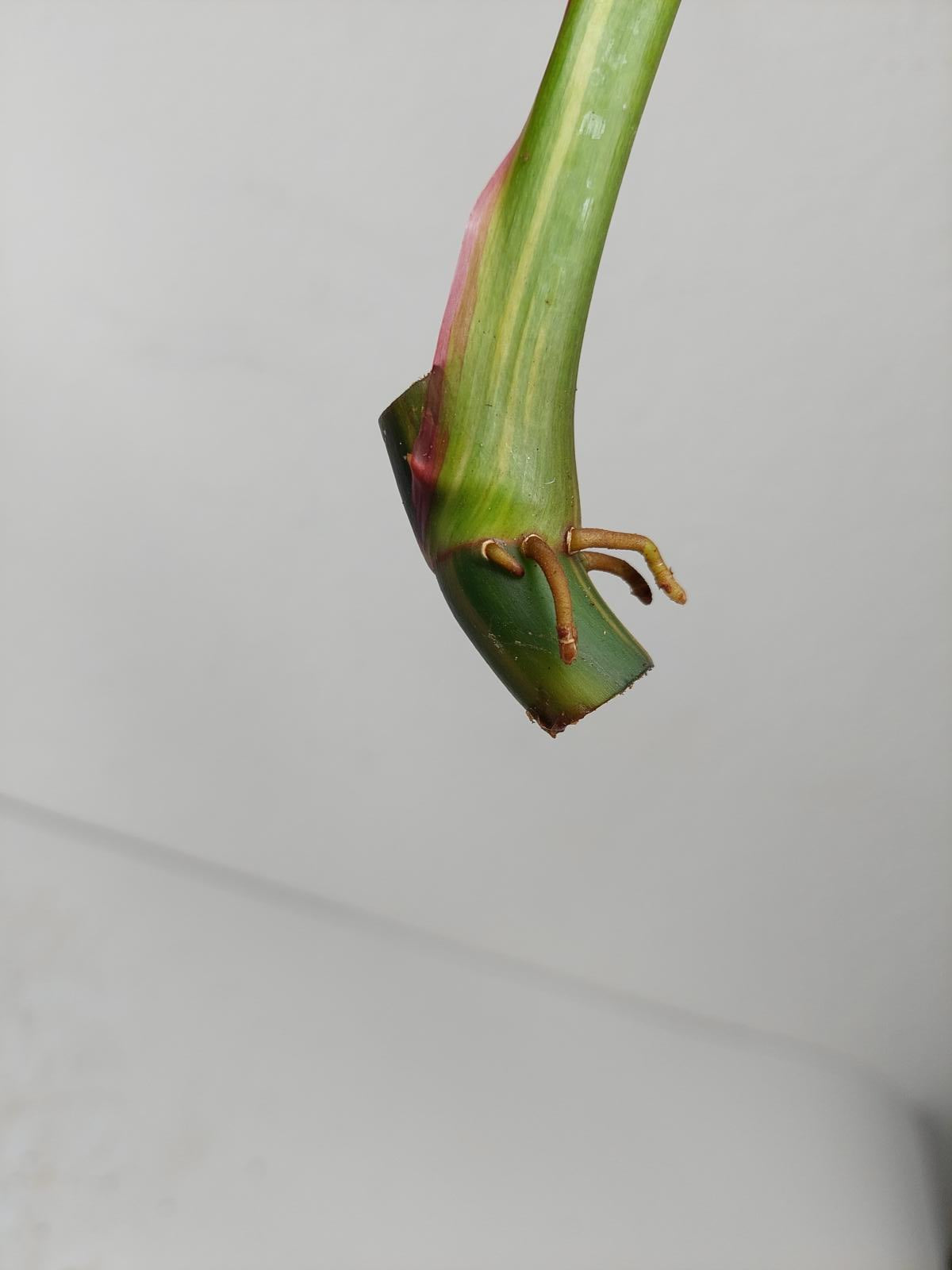 Philodendron White Princess Aurea Tricolor Steckling