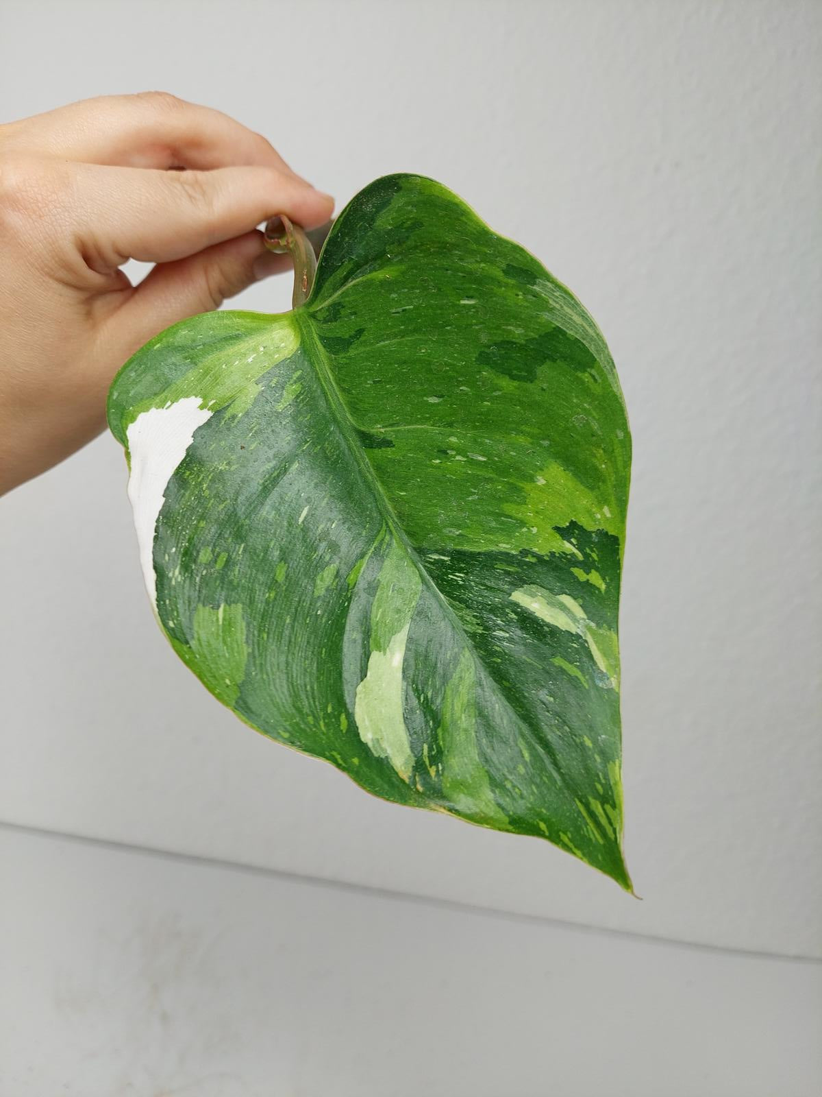 Philodendron White Princess Aurea Tricolor Steckling