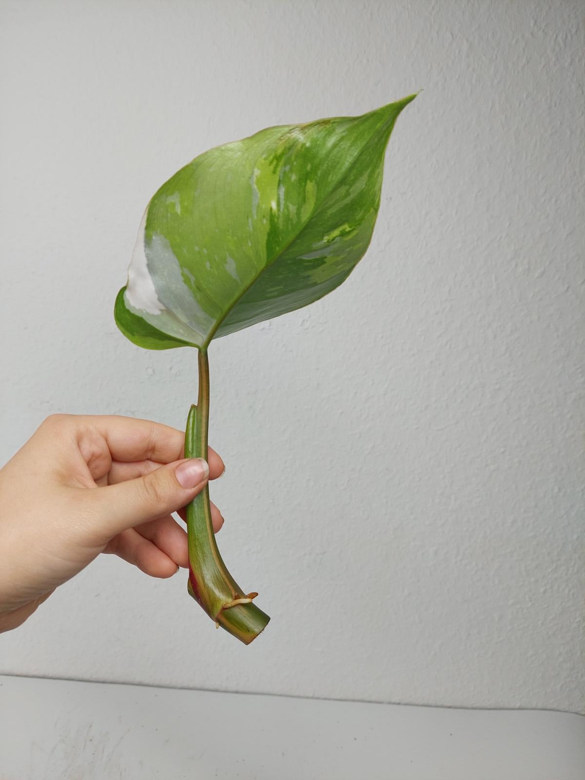 Philodendron White Princess Aurea Tricolor Steckling