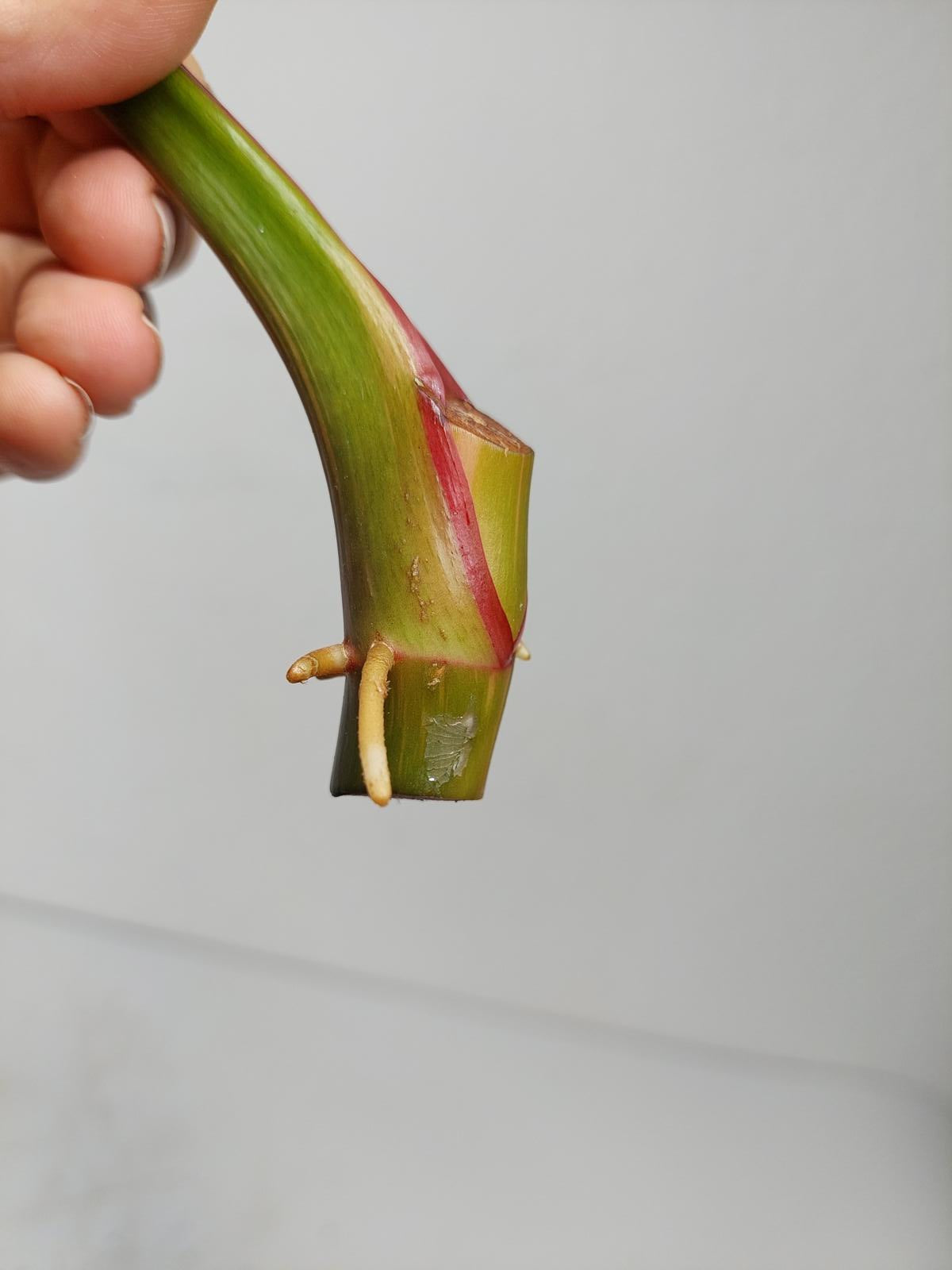 Philodendron White Princess Aurea Tricolor Steckling