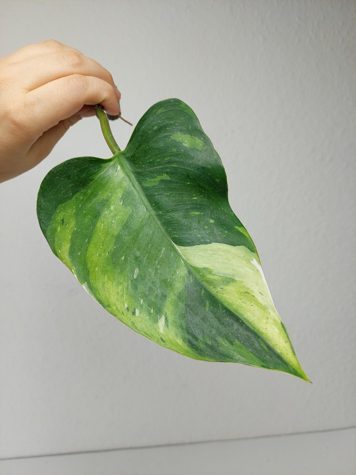 Philodendron White Princess Aurea Tricolor Steckling