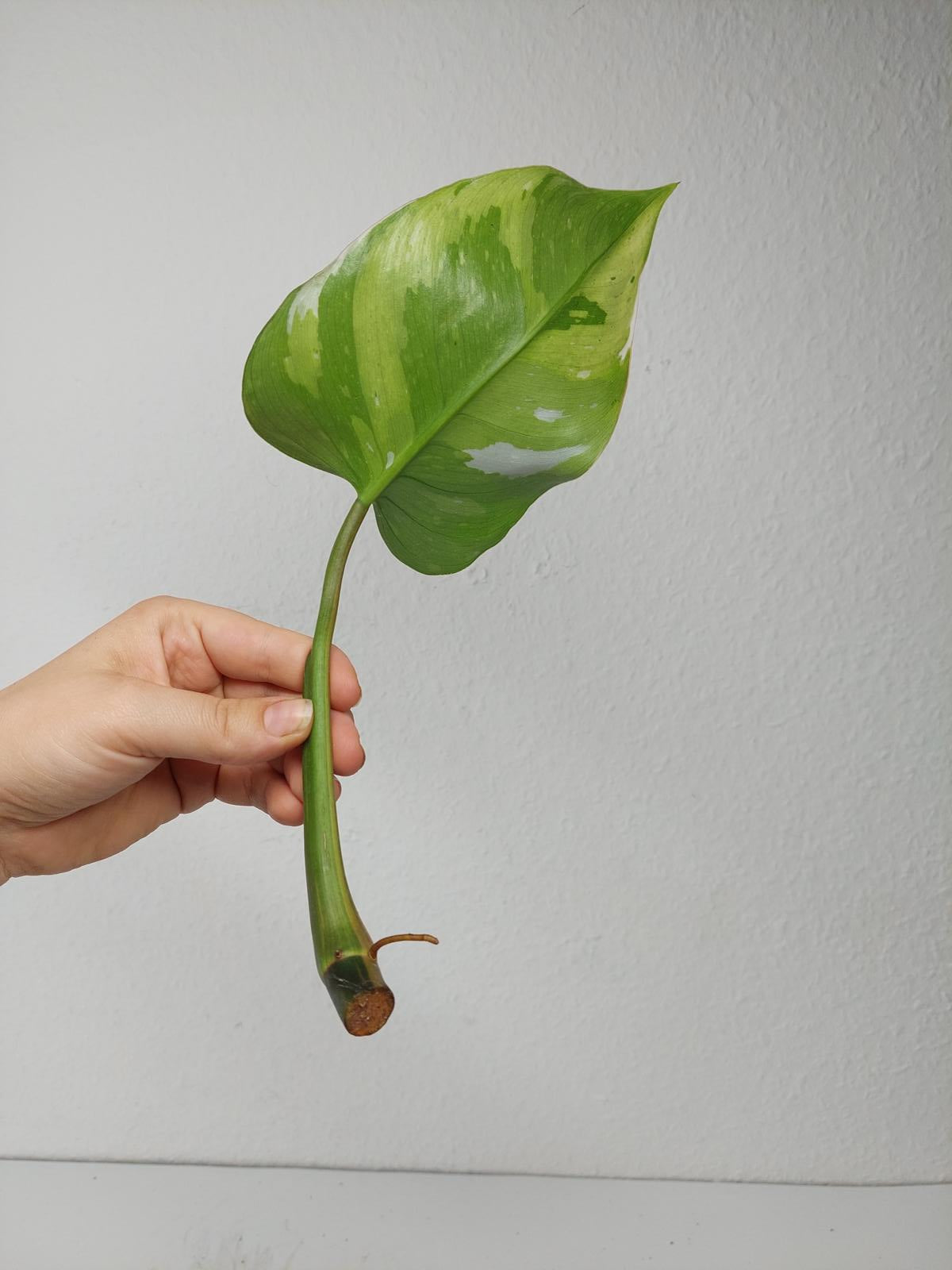 Philodendron White Princess Aurea Tricolor Steckling