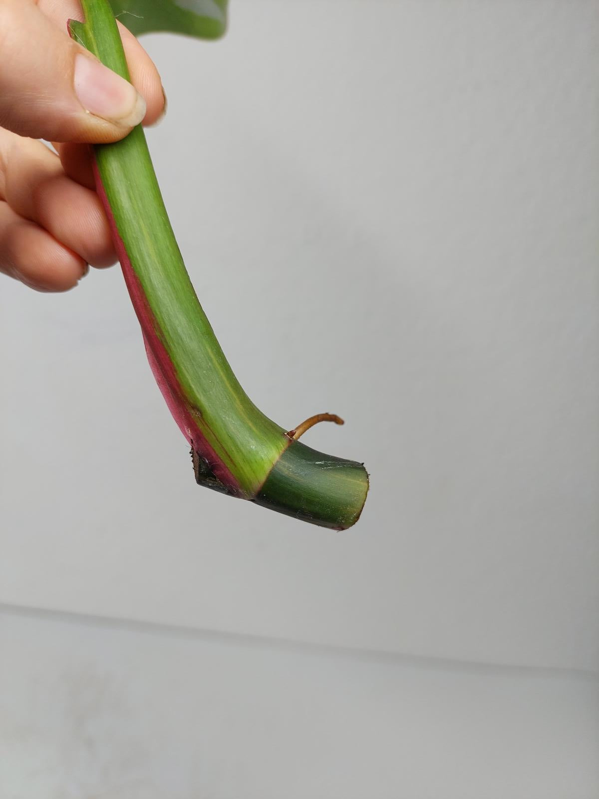 Philodendron White Princess Aurea Tricolor Steckling