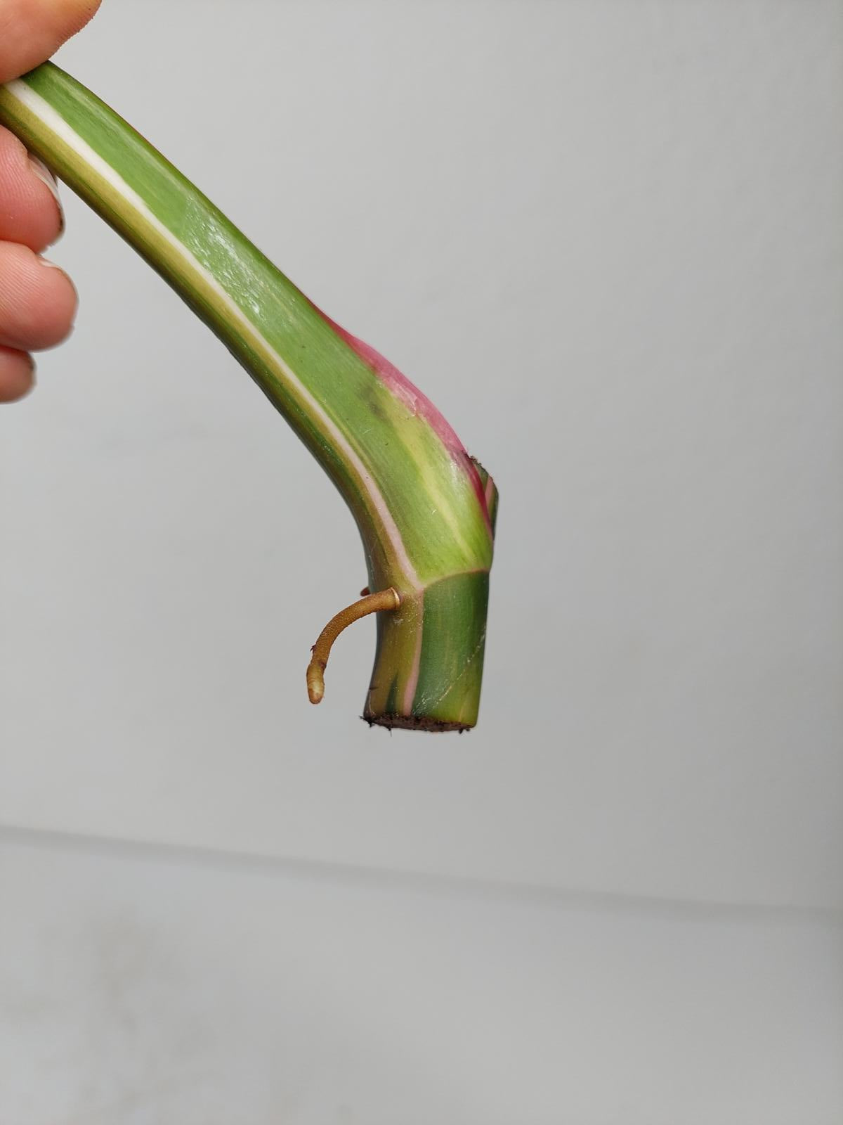 Philodendron White Princess Aurea Tricolor Steckling