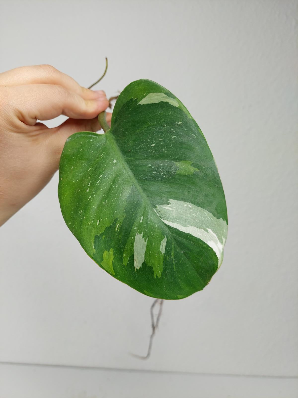 Philodendron White Princess Aurea Tricolor Steckling