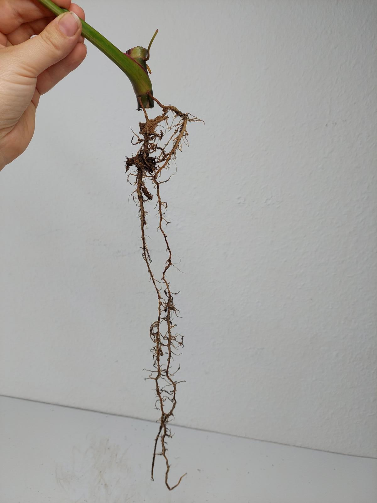 Philodendron White Princess Aurea Tricolor Steckling