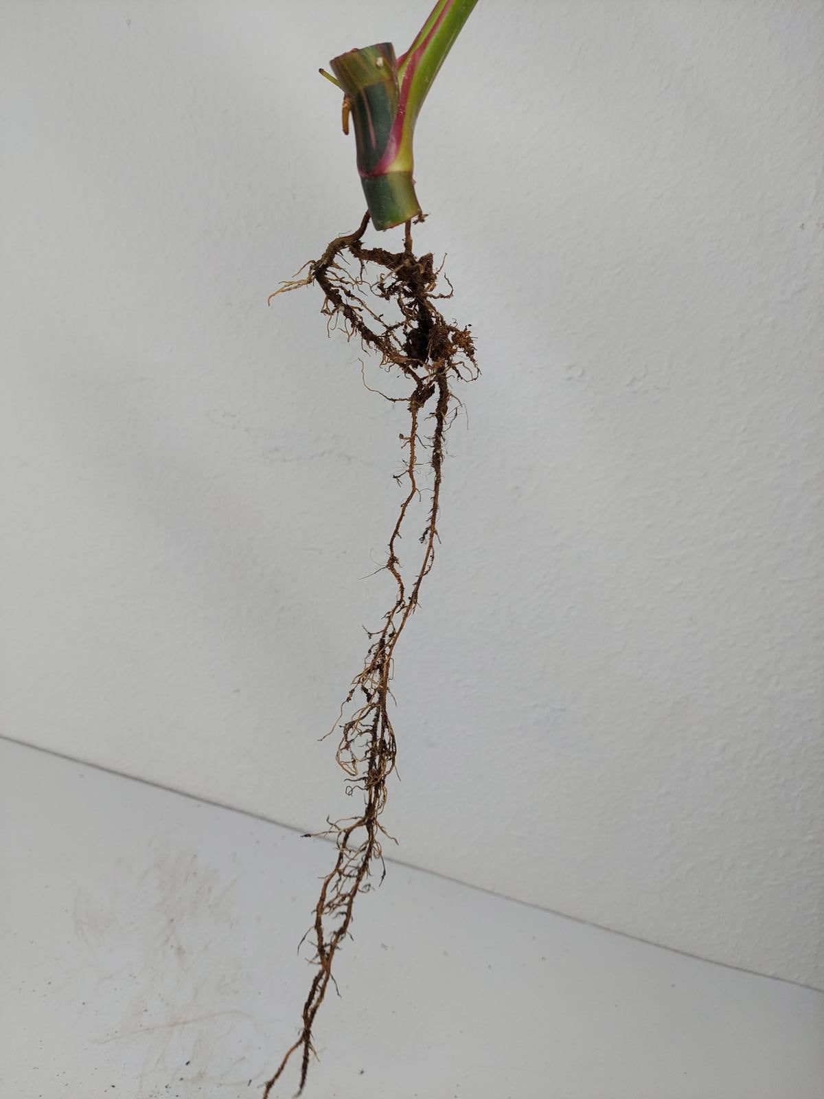 Philodendron White Princess Aurea Tricolor Steckling
