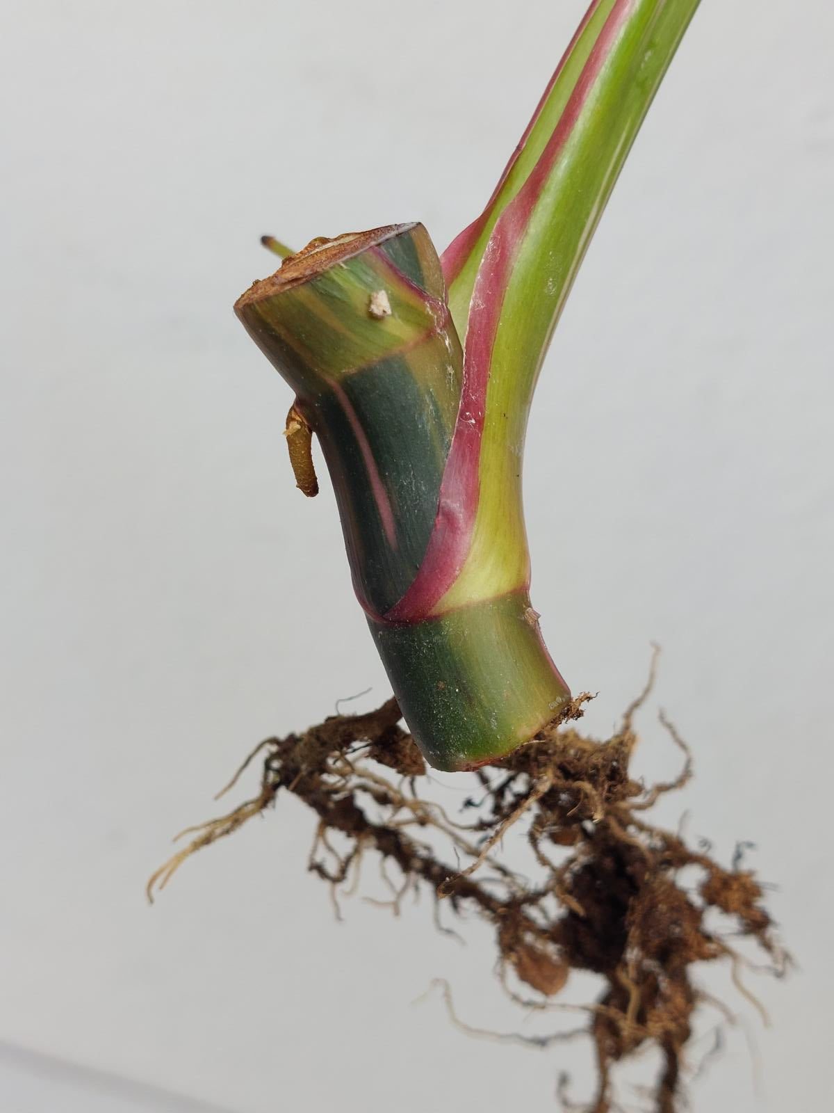 Philodendron White Princess Aurea Tricolor Steckling