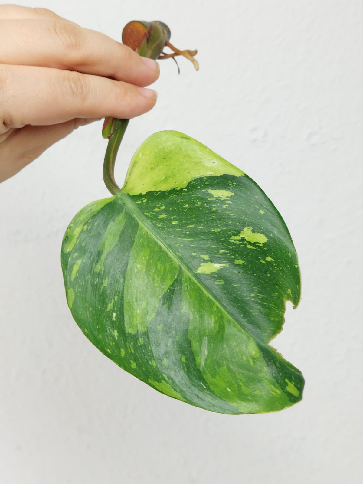 Philodendron White Princess Aurea Tricolor Steckling