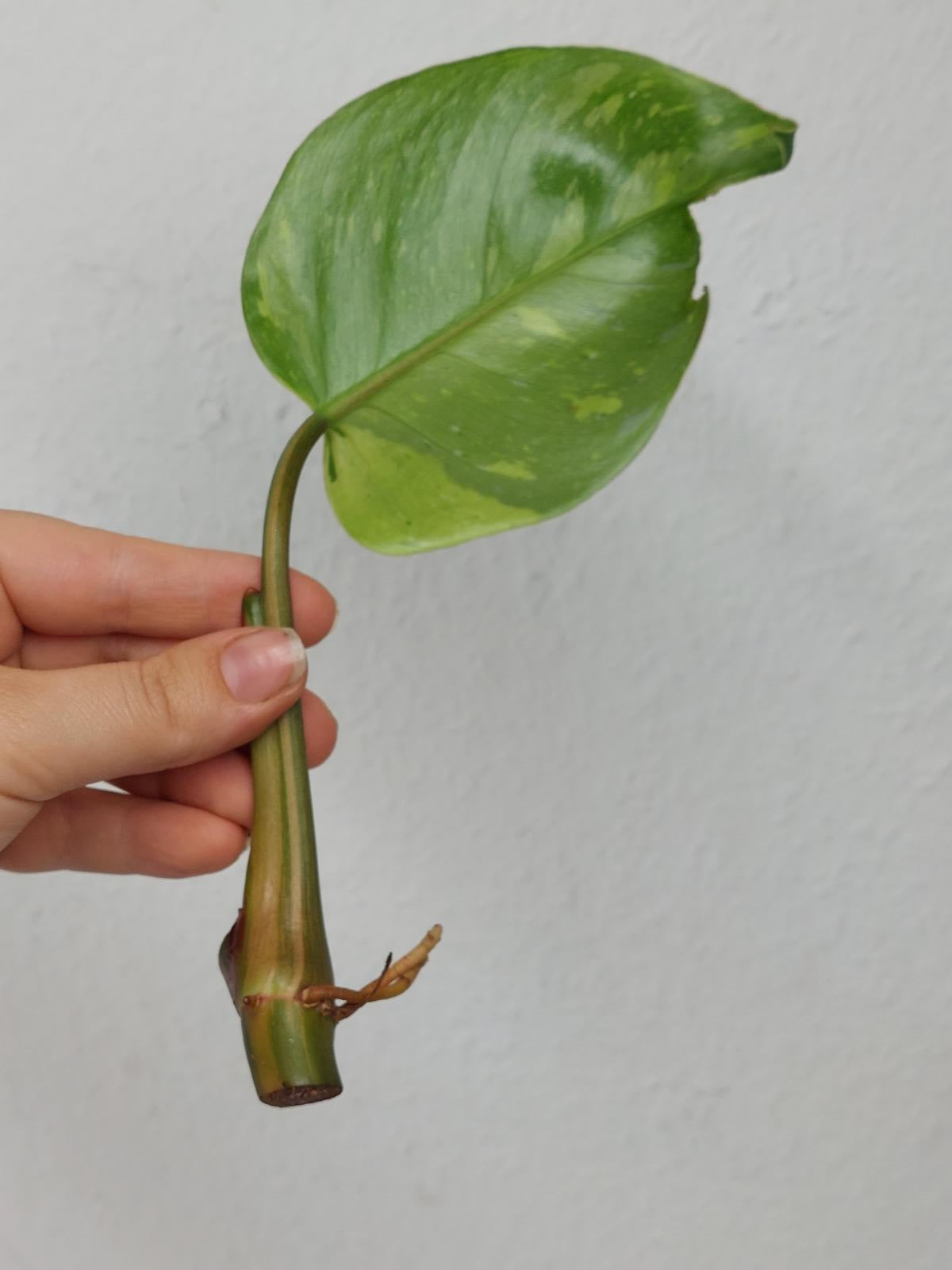 Philodendron White Princess Aurea Tricolor Steckling
