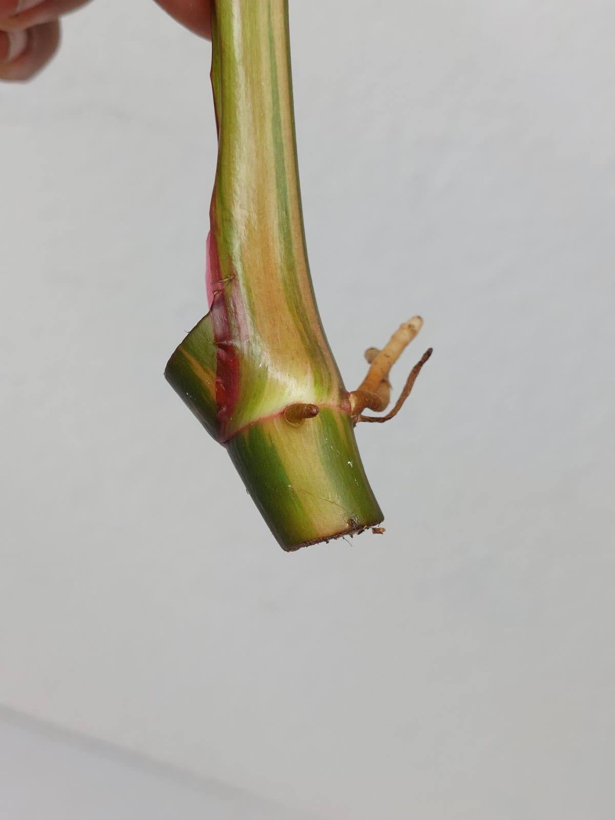 Philodendron White Princess Aurea Tricolor Steckling