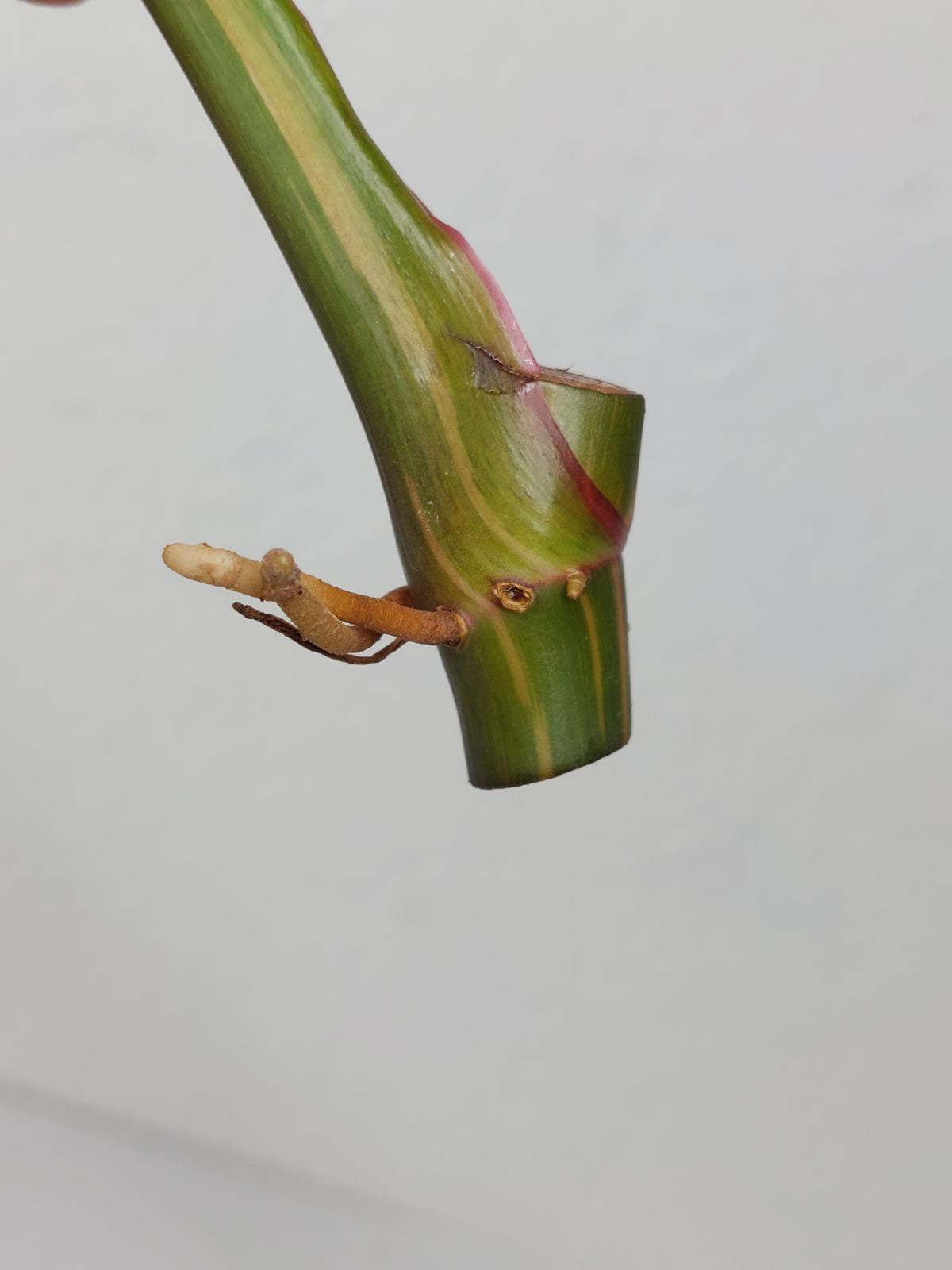 Philodendron White Princess Aurea Tricolor Steckling