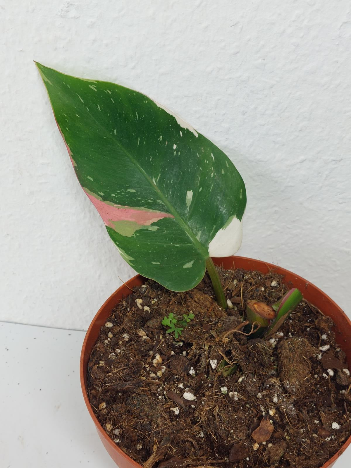 Philodendron White Princess Aurea Tricolor Steckling