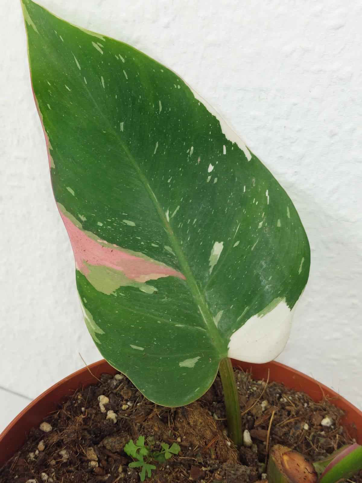 Philodendron White Princess Aurea Tricolor Steckling