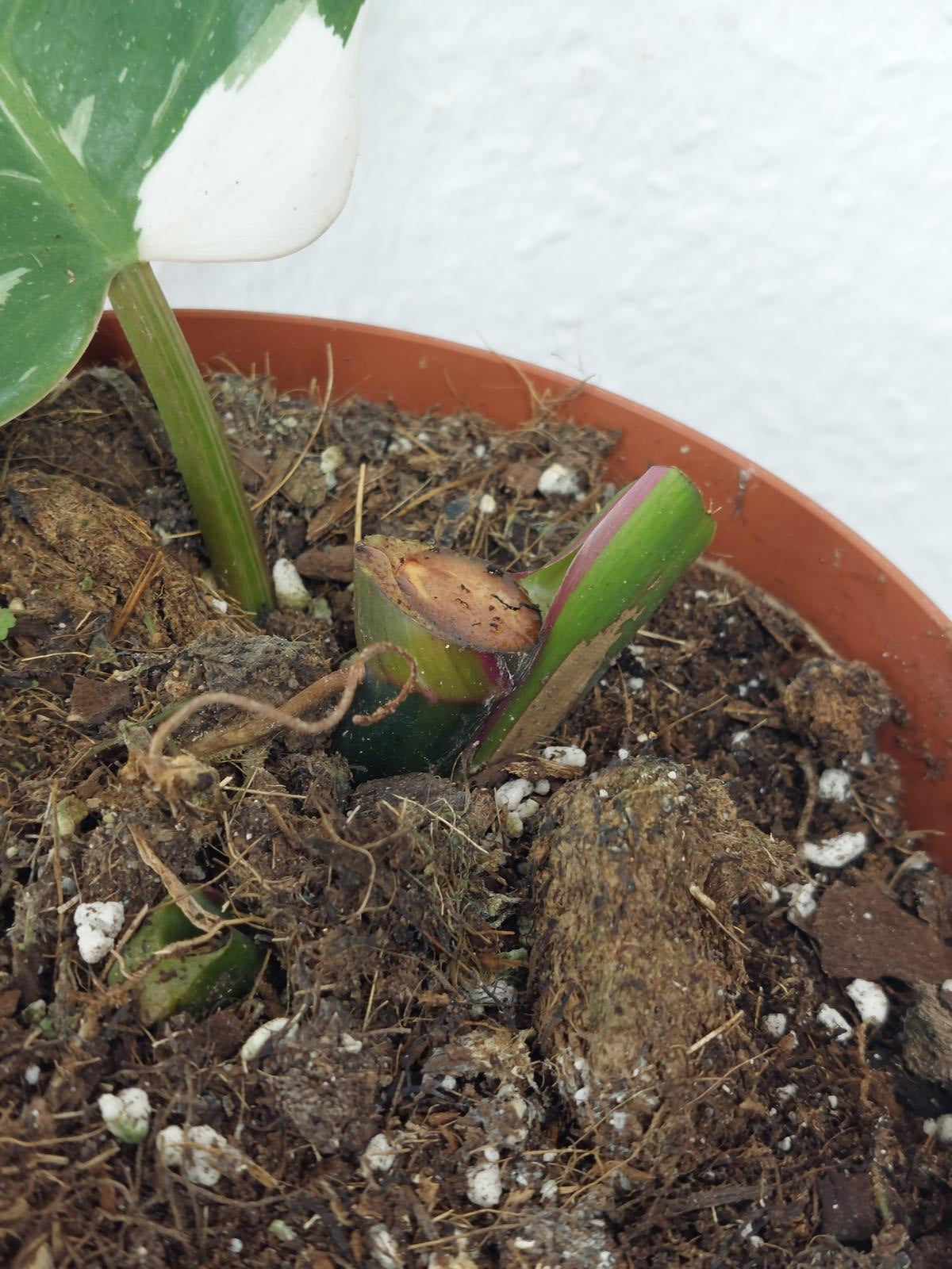 Philodendron White Princess Aurea Tricolor Steckling