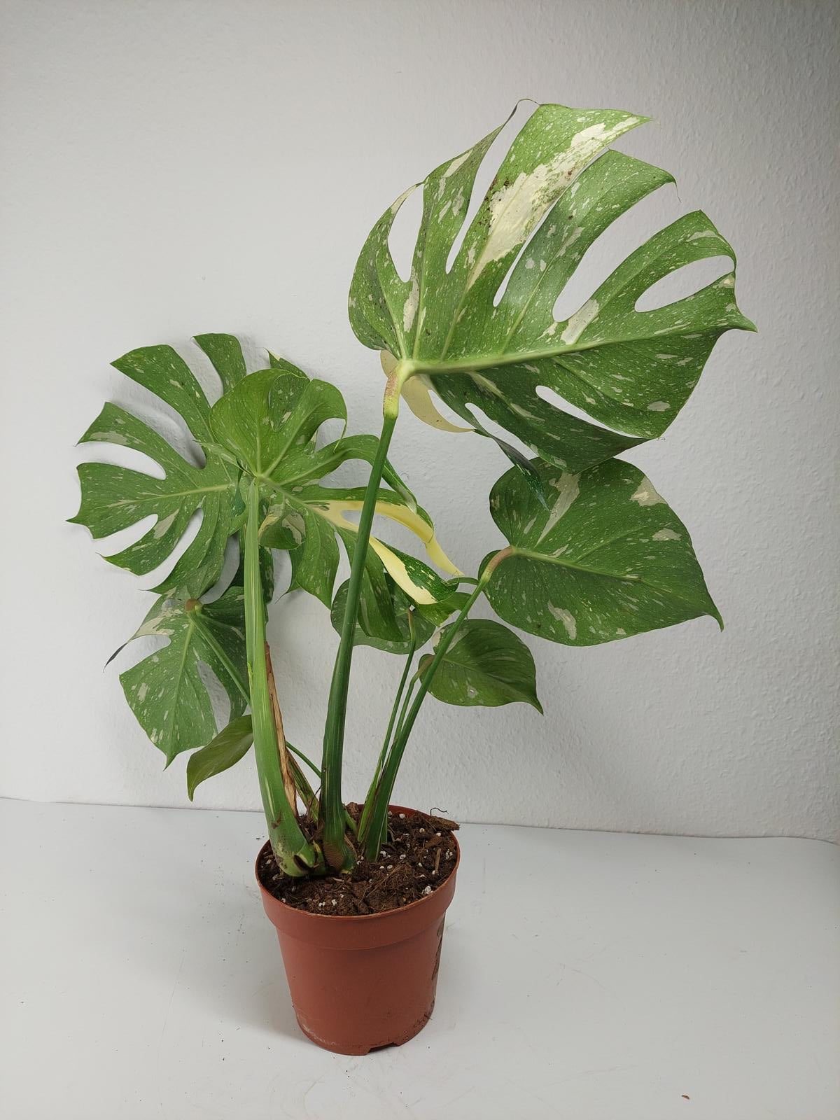 Monstera Thai Constellation