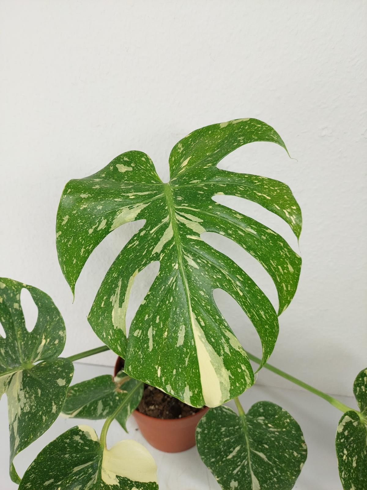 Monstera Thai Constellation
