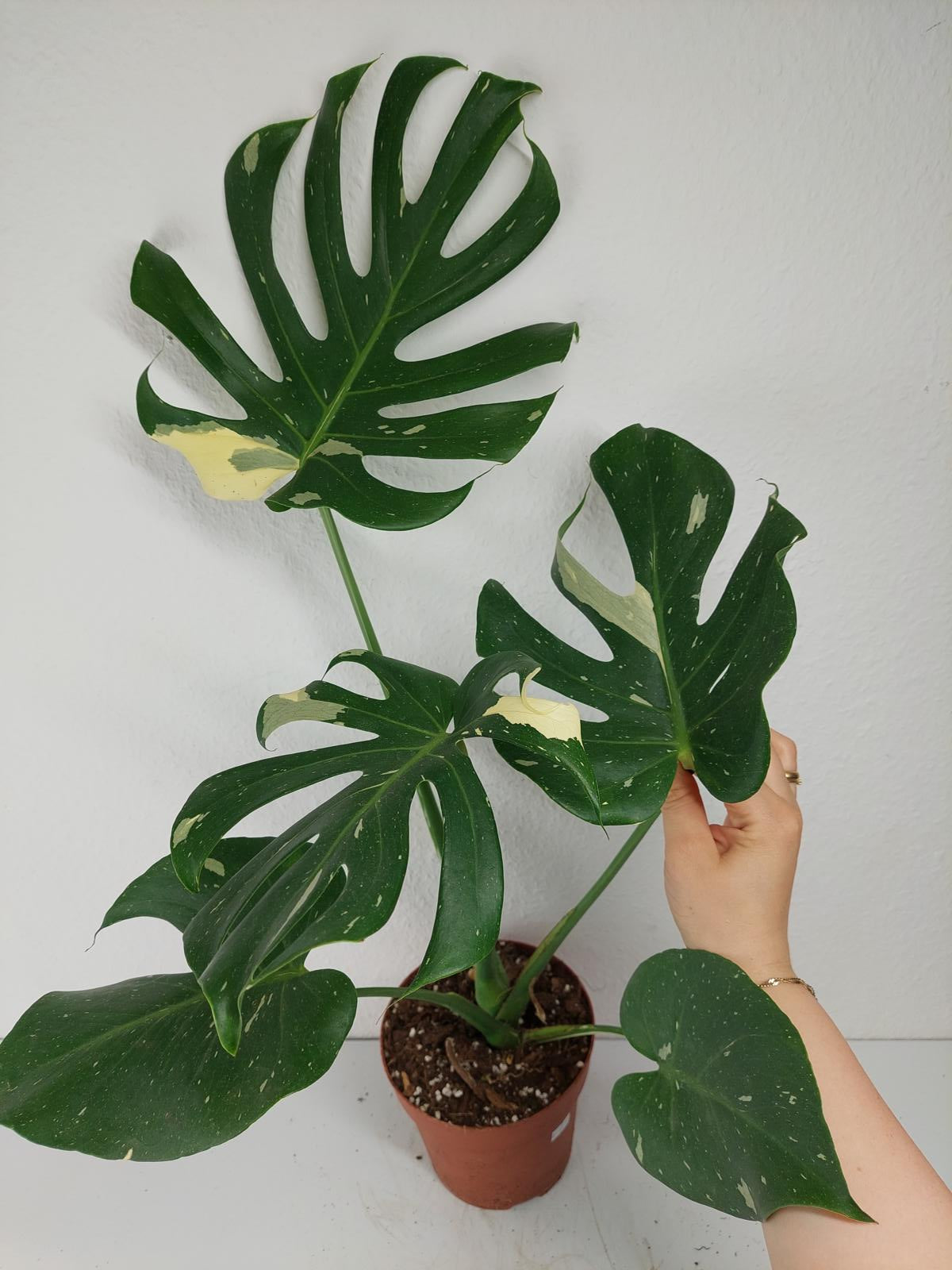 Monstera Thai Constellation