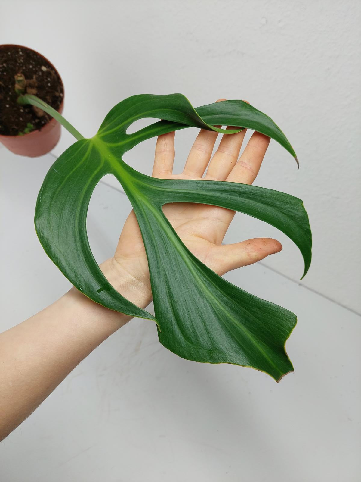 Monstera Burle Marx Flame Adult Steckling