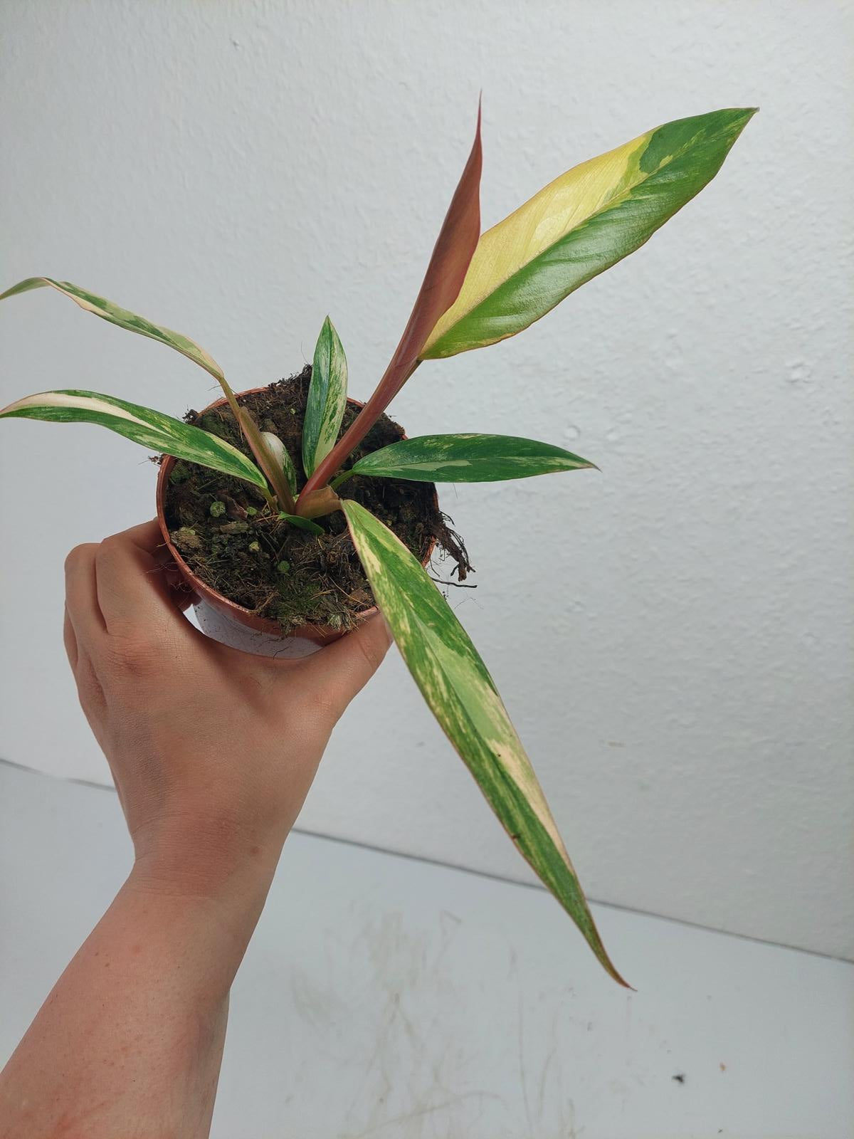 Philodendron Caramel Marble Variegata