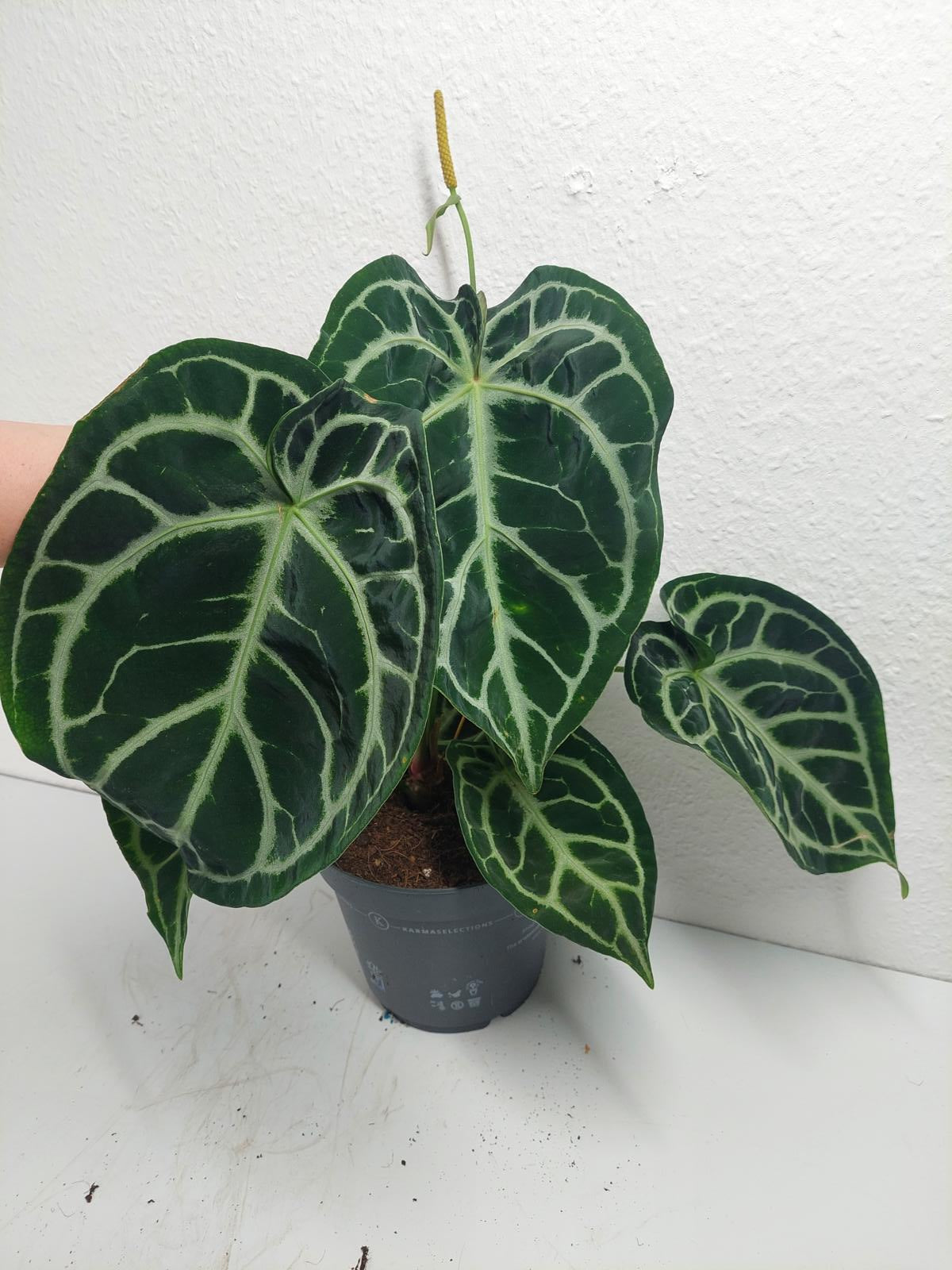 Anthurium Crystallinum Karma Crystal