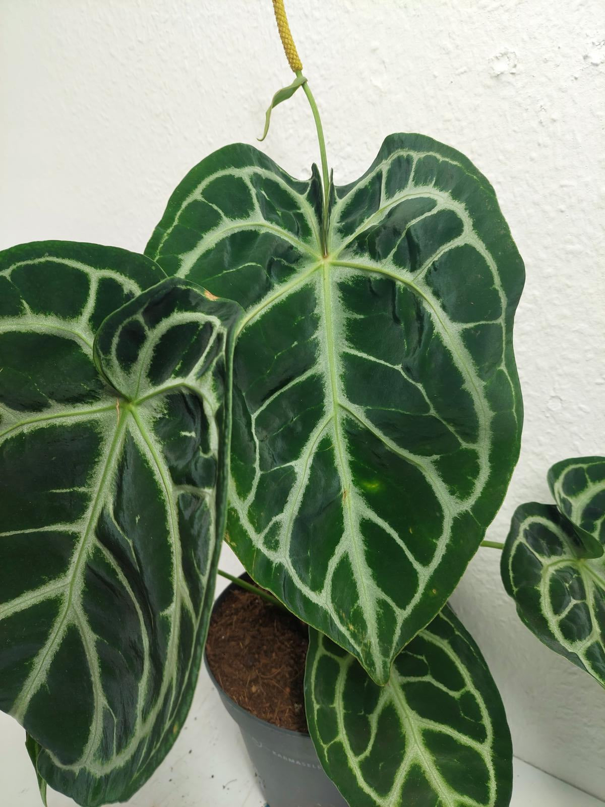 Anthurium Crystallinum Karma Crystal