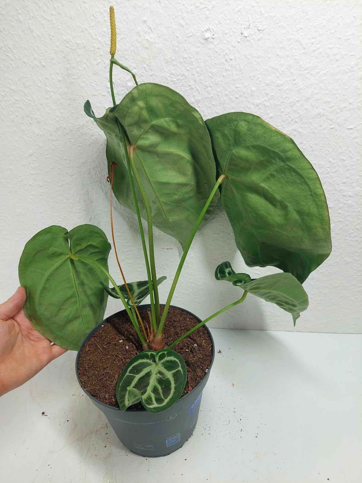 Anthurium Crystallinum Karma Crystal