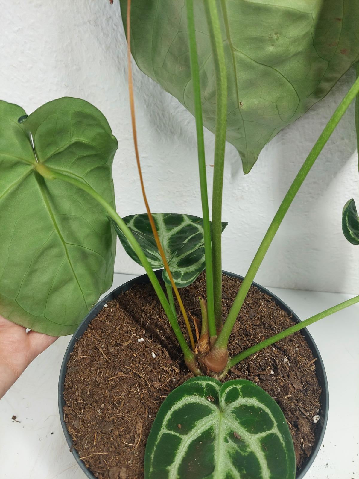Anthurium Crystallinum Karma Crystal