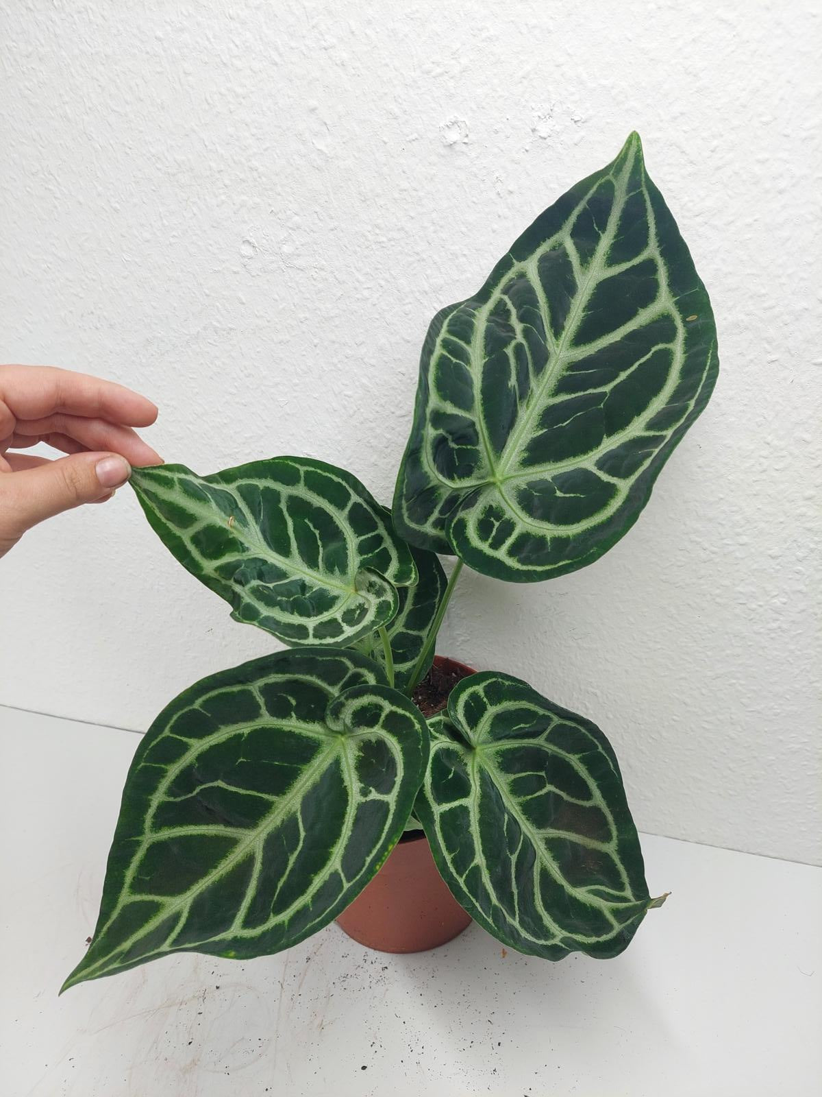 Anthurium Crystallinum Karma Crystal