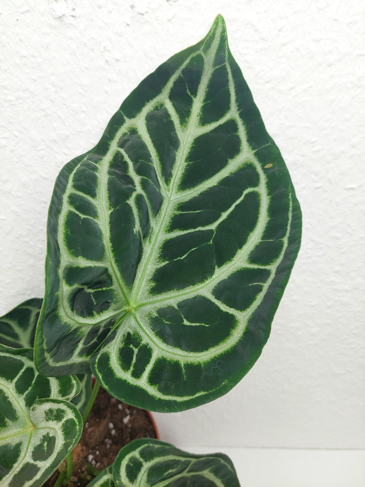 Anthurium Crystallinum Karma Crystal