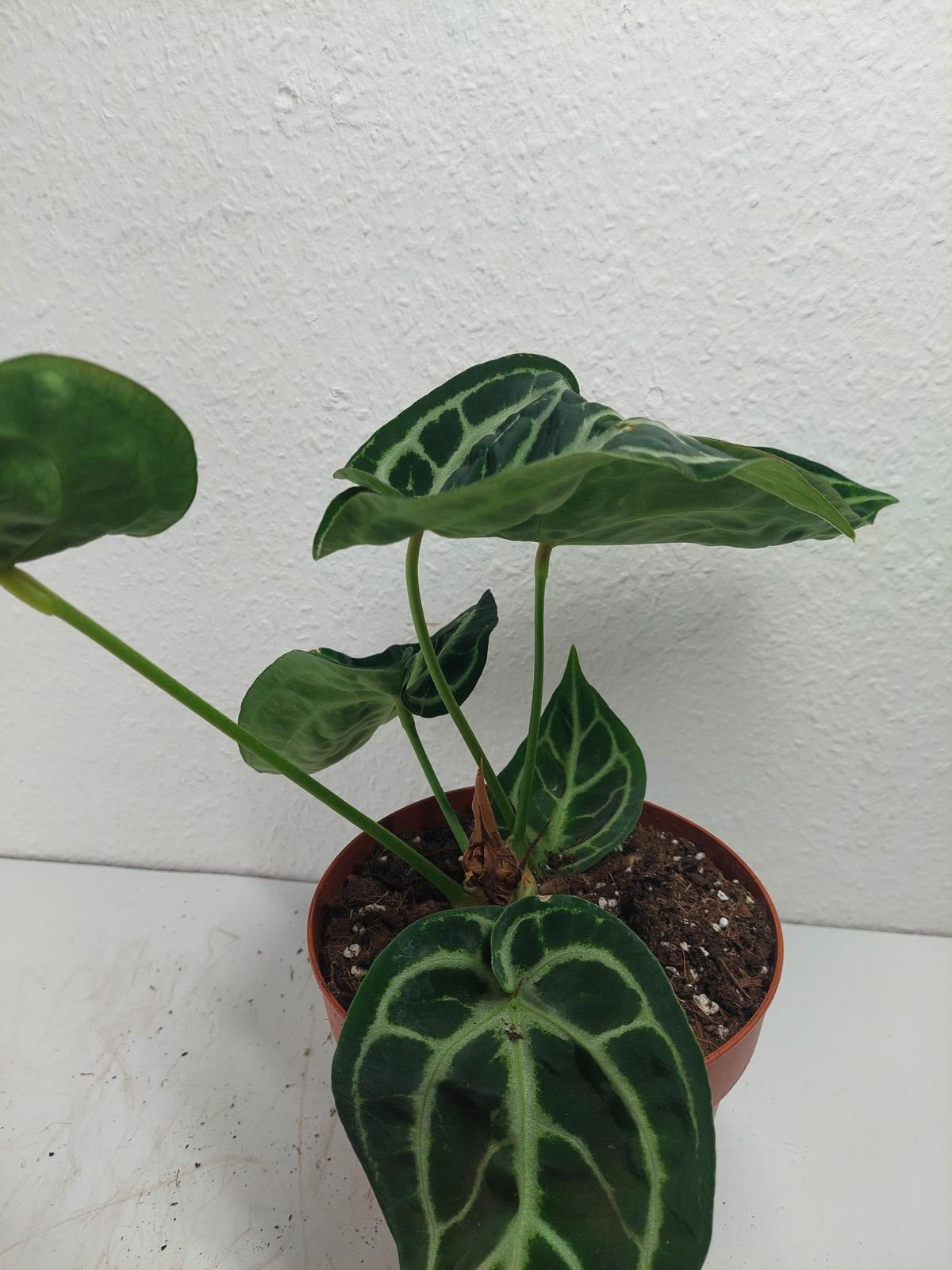 Anthurium Crystallinum Karma Crystal