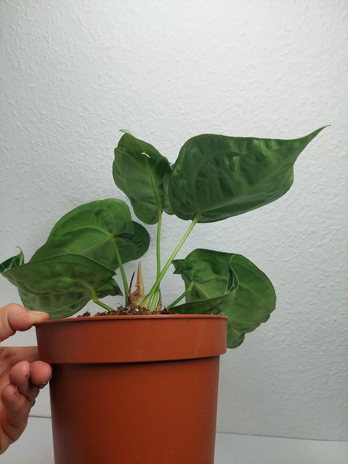 Anthurium Crystallinum Karma Crystal