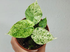 Alocasia Dragon Scale Mint