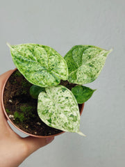 Alocasia Dragon Scale Mint