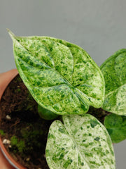Alocasia Dragon Scale Mint