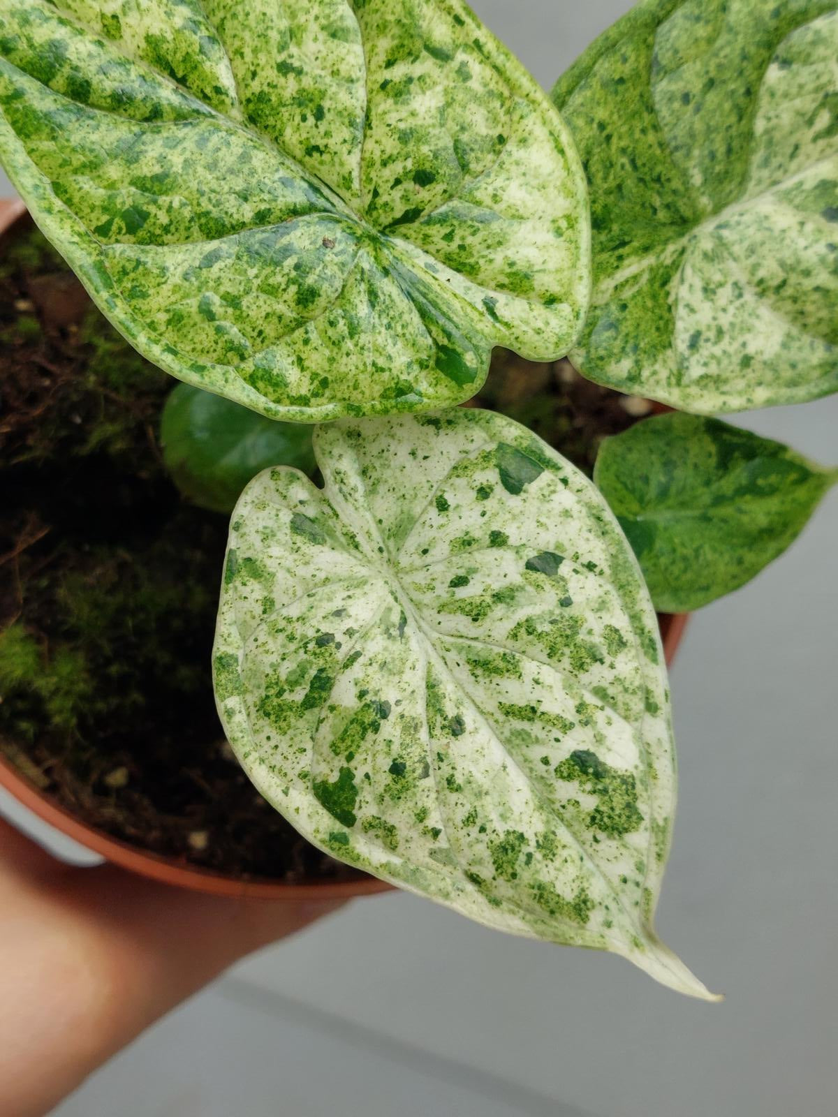 Alocasia Dragon Scale Mint