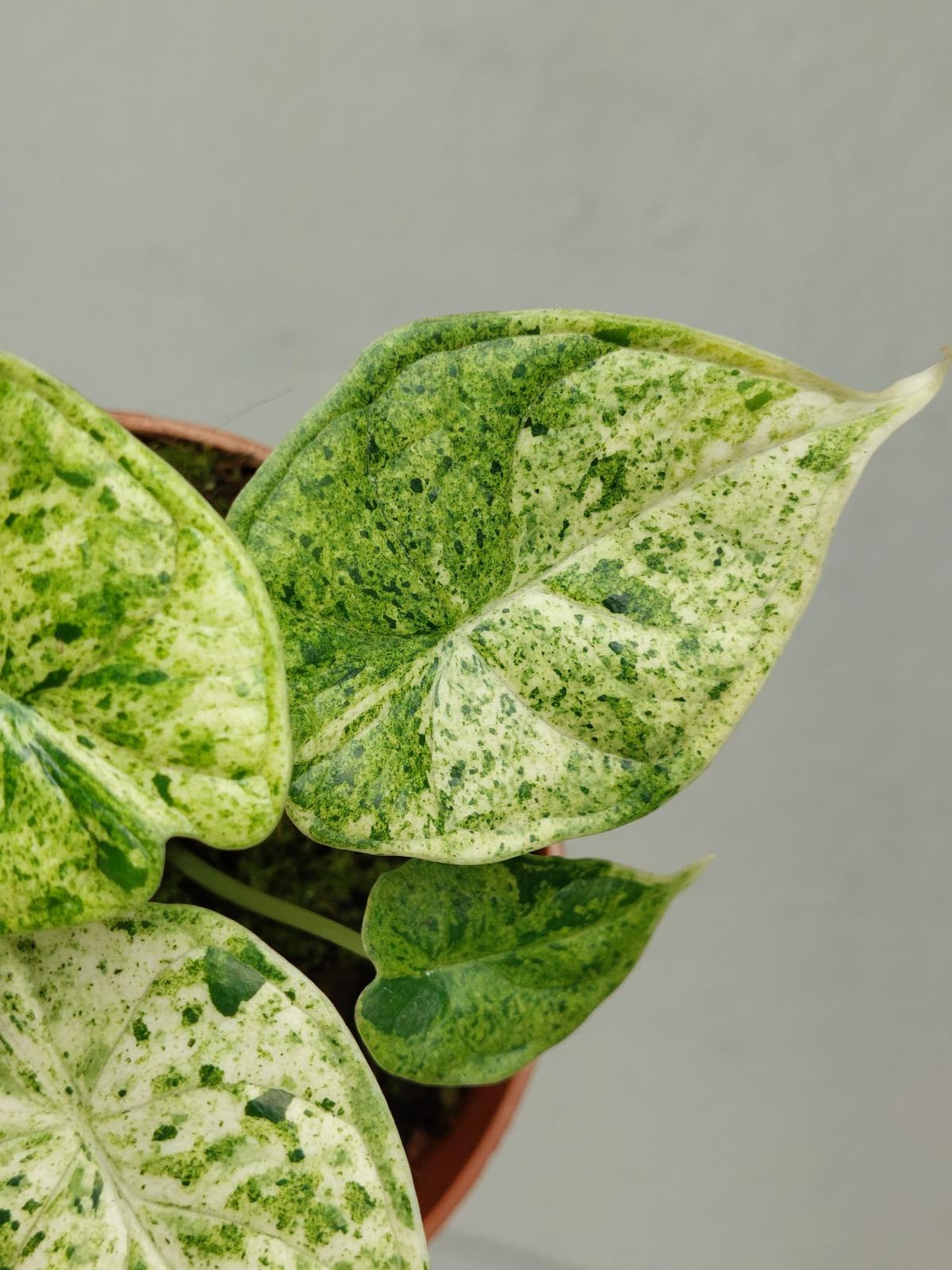 Alocasia Dragon Scale Mint