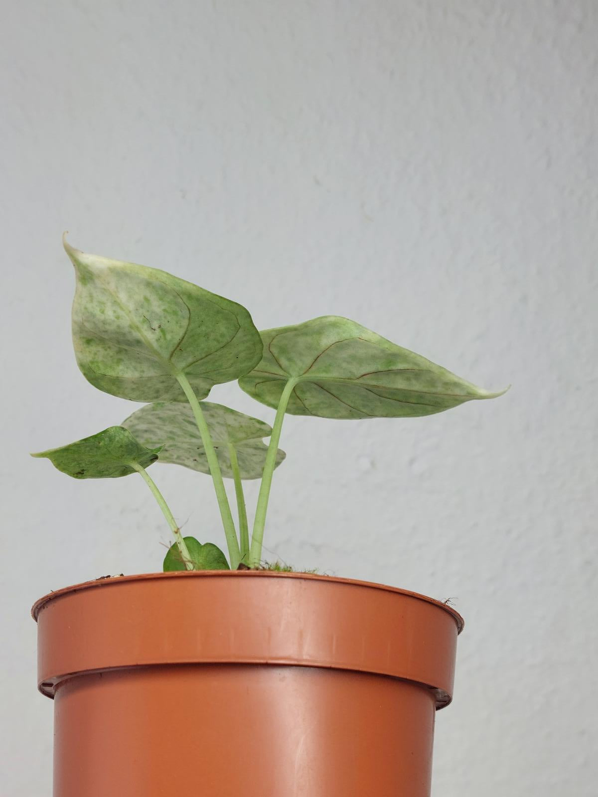 Alocasia Dragon Scale Mint