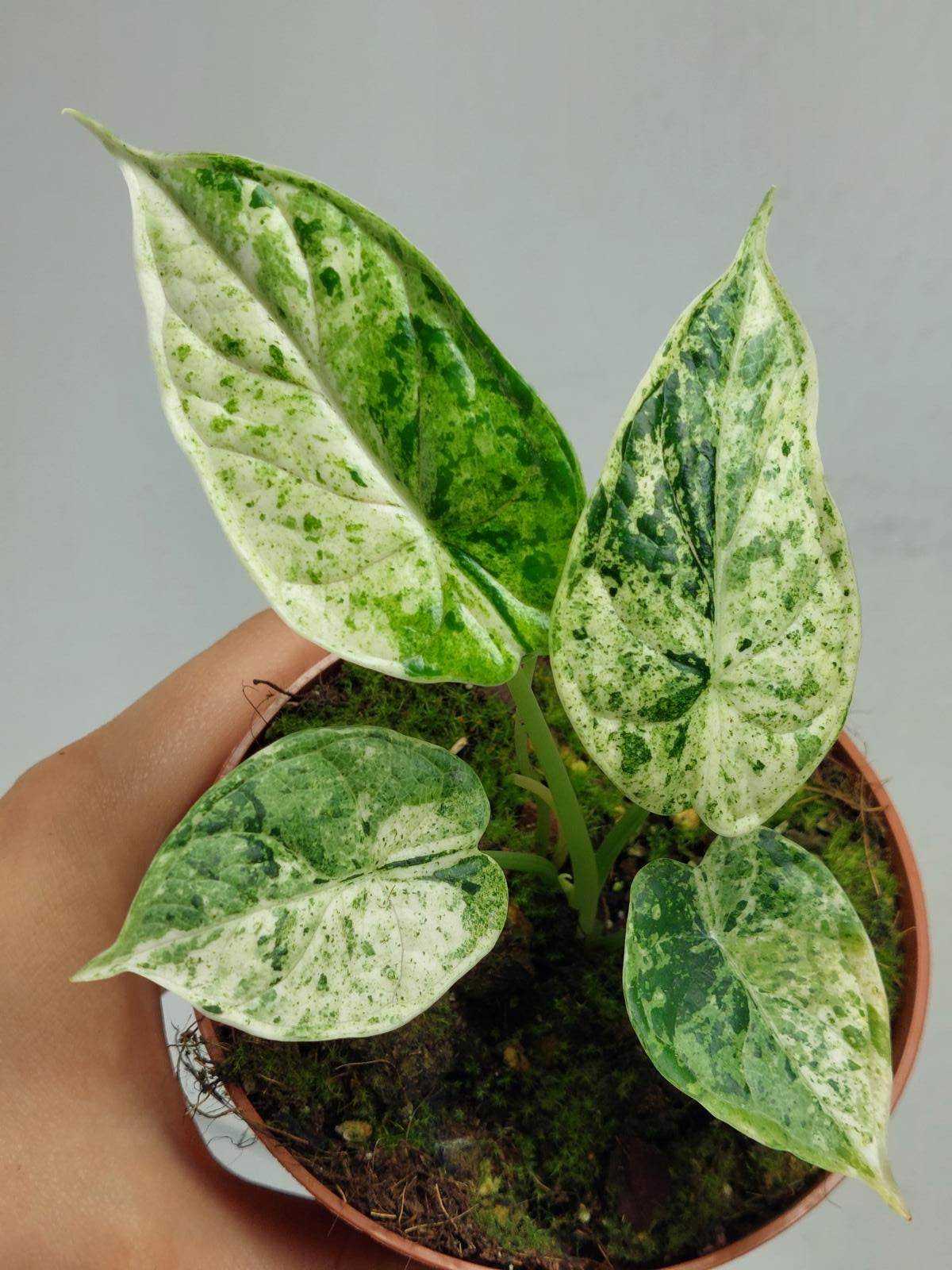 Alocasia Dragon Scale Mint