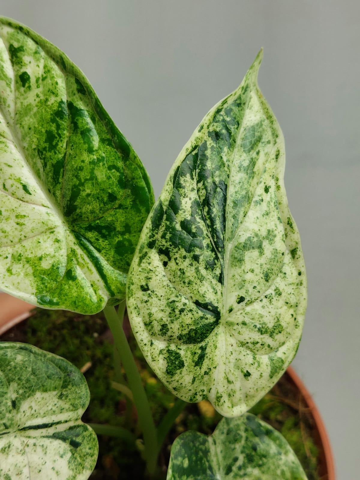 Alocasia Dragon Scale Mint